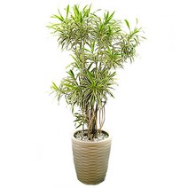 플라워리퍼블릭 송오브인디아 실내공기정화식물 축하화분 개업식 거실