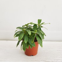 온누리농원 천리향