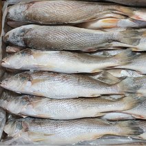 자갈치닷컴 민어조기(몽실이) 4P 29~31cm전후 48마리전후 뾰족조기, 1박스