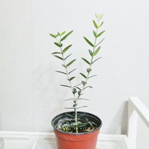 미니농장 올리브나무 인테리어 식물