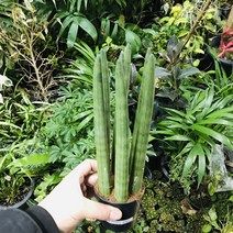 꽃피리 스투키(공기정화대표식물)키약30