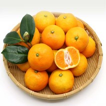 달달한 제주감귤, 1개, 중과 10Kg