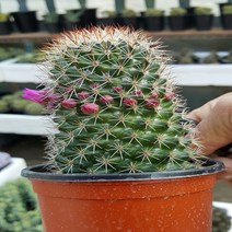 행복한꽃순이 실생 등심환 선인장 1