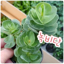 녹비단/노란 녹비단꽃이 핀다는데
