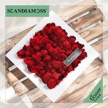 미세먼지 철벽방어! 실내공기정화식물 스칸디아모스 모음 천연이끼, 21.정사각스칸디아액자set 20cmP-레드