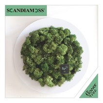 미세먼지 철벽방어! 실내공기정화식물 스칸디아모스 모음 천연이끼, 28.원형스칸디아액자set 29cmP-모스그린