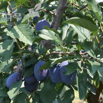 [나무인] 푸룬(서양자두) 결실주 R4