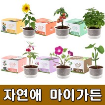 [꿈쟁이] 자연애 마이가든 - 새싹키우기 씨앗키우기 꽃씨앗, 03 향긋한 바질