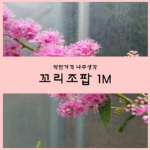 착한가격나무생각 꼬리조팝 1m 1주