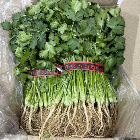 농진사 고수 향신료 국내산 특 업소 가정, 1kg, 1개