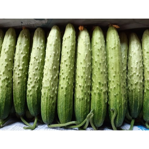 백오이 상주오이 흙침 오이지용 소백이용 100개
