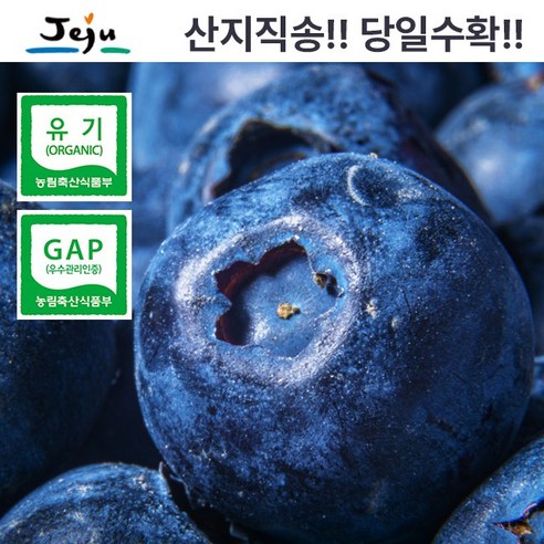 탐나베리팜 유기농 산지직송 제주 생블루베리 왕특 500g 18-20mm, 1개, 1kg