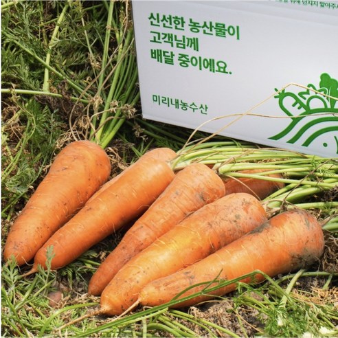[미리내 농수산] 햇 당근 국내산 흙당근 제주 구좌 당근