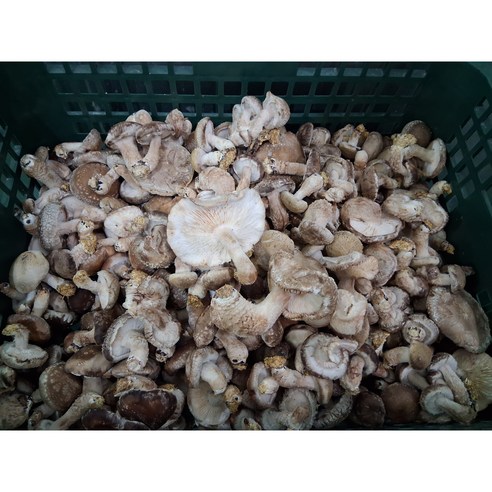 정품 송화버섯 파지 등외품 식당용 못난이버섯 1kg, 9999개, 1kg