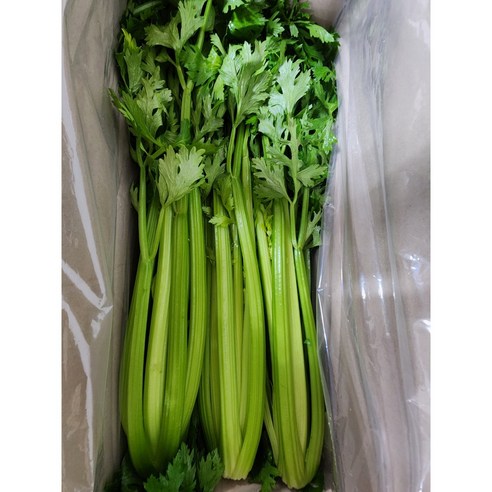 유기농 국내산 샐러리 당일수확 최상급 2kg 3kg 5kg 10kg, 1개, 국내산샐러리 5kg