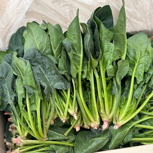 대아프레시 야채 아저씨네 국내산 신선한 잎채소 나물 시금치 300g 500g 1kg 2kg 4kg