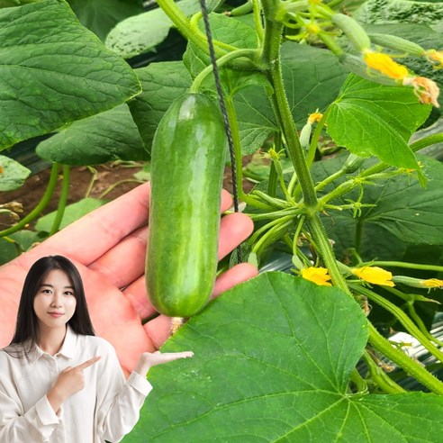 특가 청담농수산 미니오이 스낵오이, 1개, 3kg (정품)