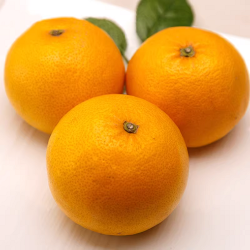 [농장직배송] 제주 카라향 신선보장 고당도, 1박스, 5kg