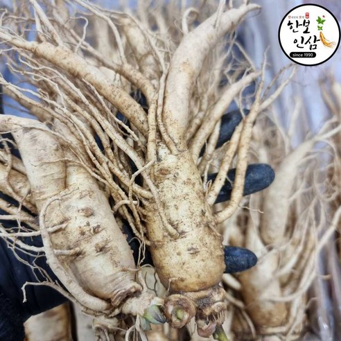 6년근 1kg 굵은 인삼 수삼 오쿠 홍삼제조용 난발 인삼 풍기인삼시장 한보인삼사, 1kg, 9세트
