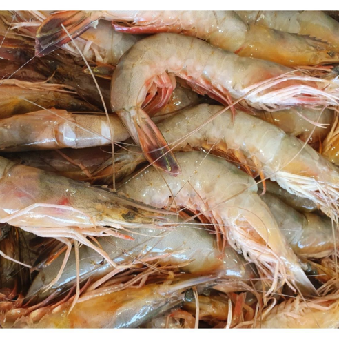 바른바다 신진도 자연산 대하 특대 1kg (19~21미)