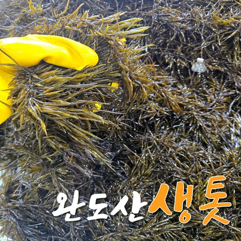완도 생톳 당일채취 제철 해초 생 톳 1kg / 2kg / 4kg 지아수산, 1개, 2kg
