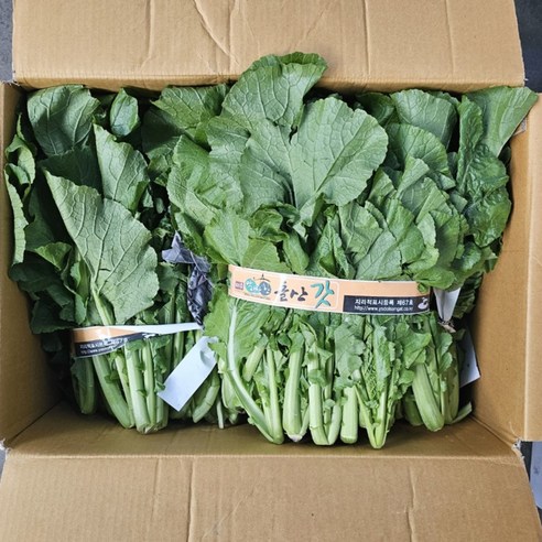 클릭마켓 국내산 청갓 여수돌산갓, 1개, 3kg