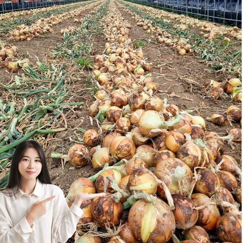 초특가 일등농수산 정품 국내산 경남 양파, 1개, 5kg (소)