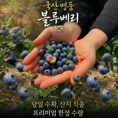 [한정특가] 톡톡 터지는 탱글한 식감 달콤한 국산 생블루베리 대과 고당도 당일수확 산지직송, 1박스, 500g