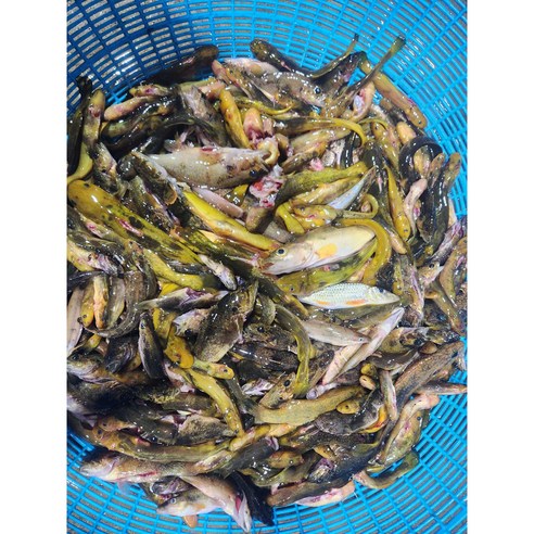 [민물나라] 국내산 강원도 민물고기 잡고기 완전손질 한팩 500g 민물매운탕용,생선국수,어죽