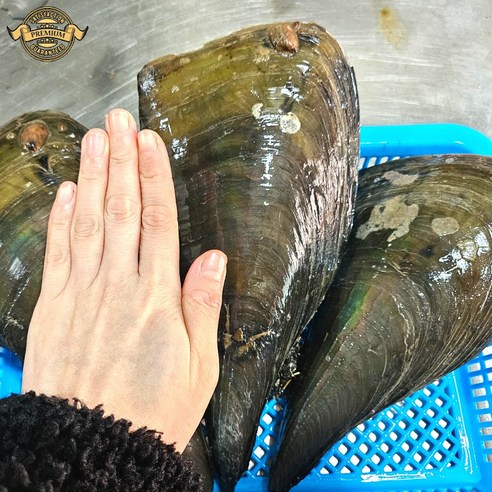 [프리미엄 자연산 키조개] 거제도 자연산 키조개 생물키조개 특대 25cm 내외 신선도 보장 조개 구이
