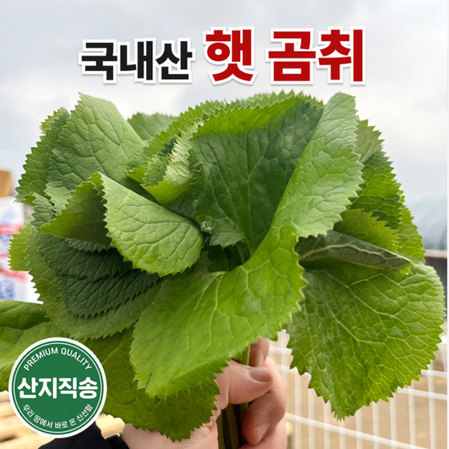국내산 햇 생 곰취 제철 신선채소 산지직송, 1개, 500g
