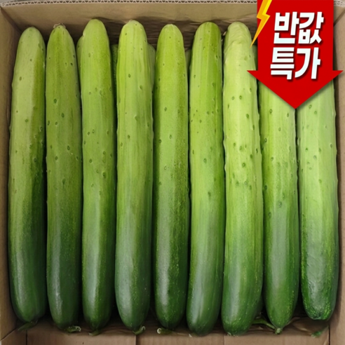 [특별할인 ] 산지직송  백다다기 백오이