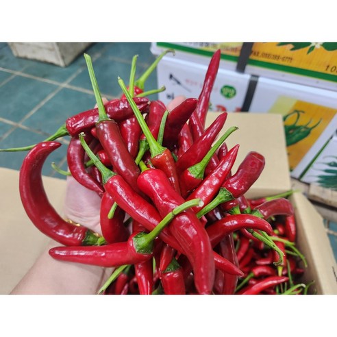 [국내산] 홍고추 붉은고추 못난이홍고추  500g 1kg 5kg