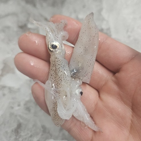 선주직송 생물 호래기