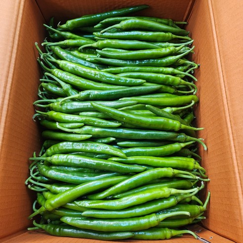 [특품]국내산 신선한 풋고추 롱그린 미인고추 아삭이 300g, 500g, 1kg ,3kg, 3kg, 1개