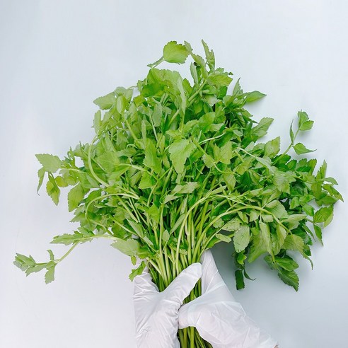 노씨고집 산지직송 정품 청도 미나리, 1개, 1kg