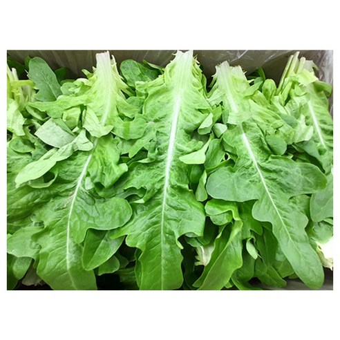 야채왕 오크 2kg 오크리프 오크잎(1.8~2kg)