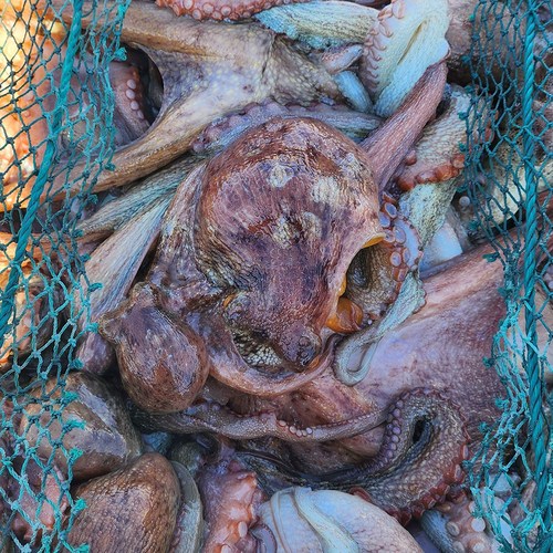 팔도5일장 산지직송 당일조업 제철 활 돌문어 자연산 생물 돌문어, 1개, 1kg (1~3미)