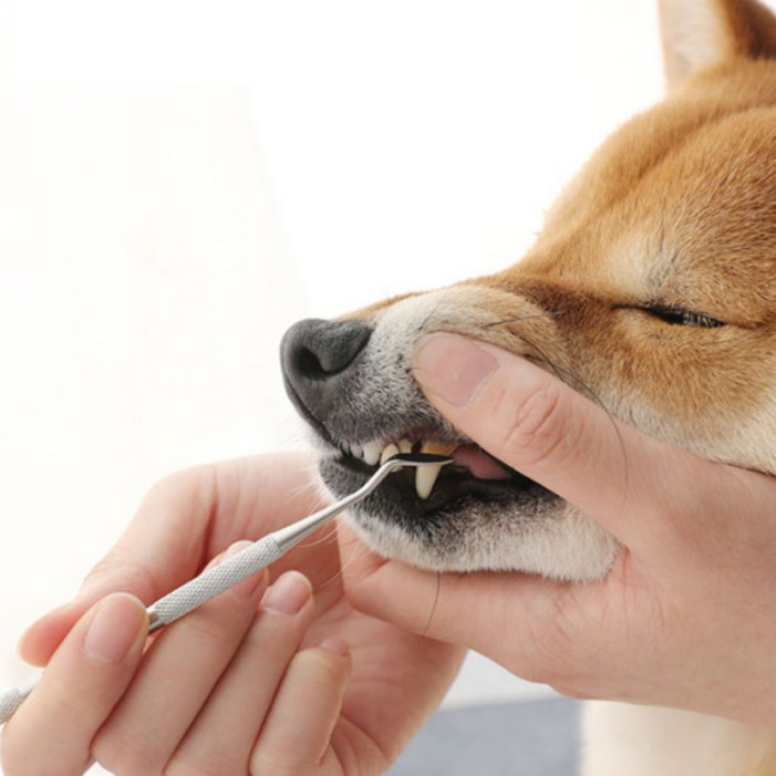 강아지 반려견 셀프 스케일링 입냄새 치석제거기, 셀프스케일러ABC 세트, 1개