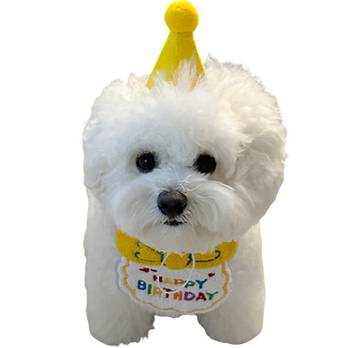 강아지 고양이 생일 축하 기념 스카프 + 모자 세트