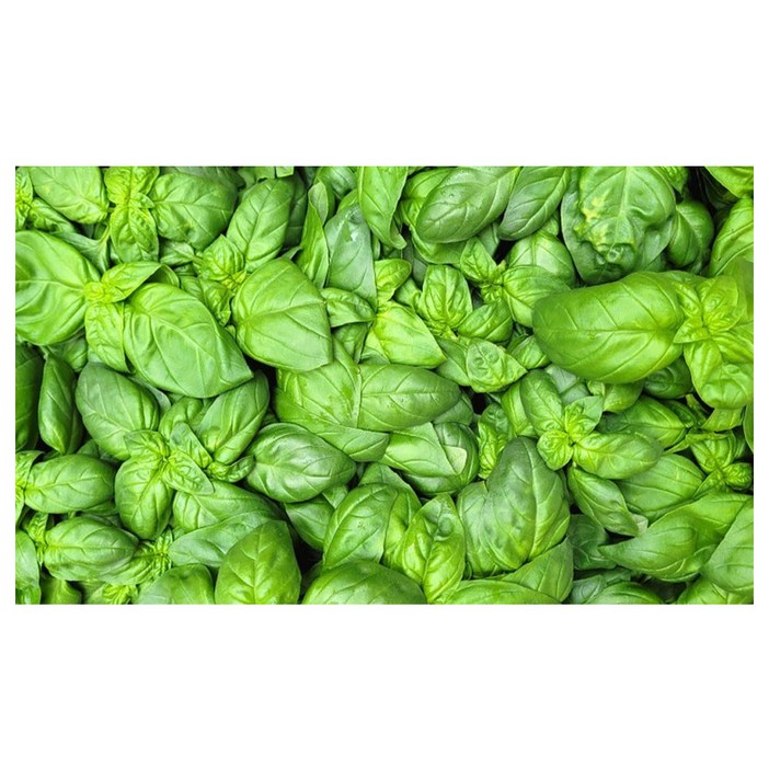 야채왕 특가바질 1kg 판매실중량0.91KG 상세내용 확인필수, 1개