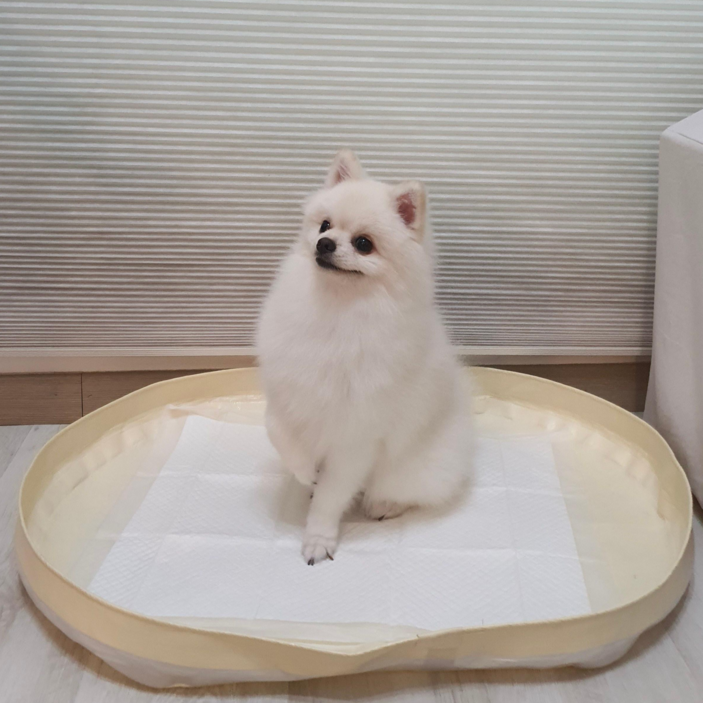 피피 강아지 애견 수컷 배변판 배변매트 방수 화장실, 1개 피피 강아지 애견 수컷 배변판 배변매트 방수 화장실, 1개