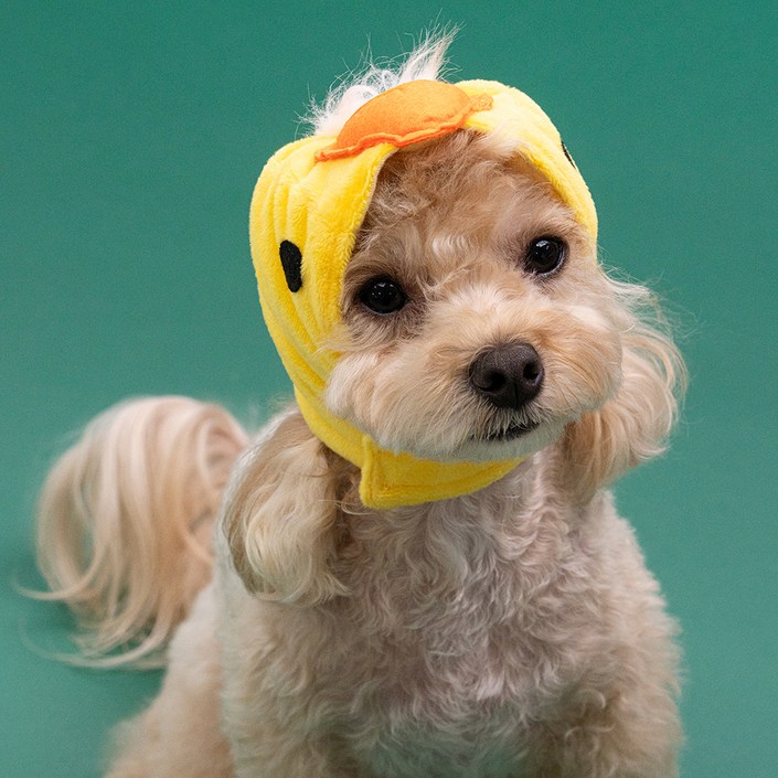 SUPERPET 도그아이 강아지 모자 애니멀캡