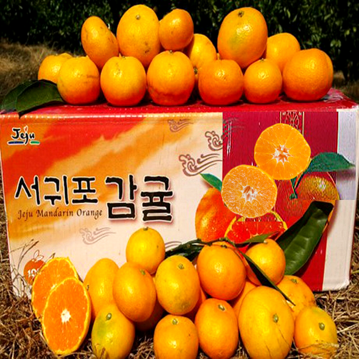 황금농원 서귀포 고당도 조생 귤 첫출하, 5kg중대과L2L, 1박스