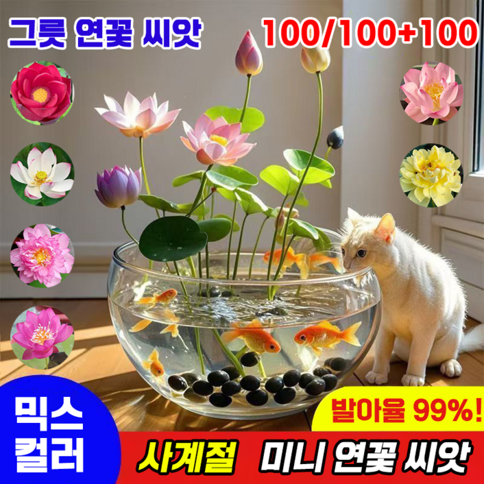 국내배송 100알 미니 연꽃 씨앗 수경식물 연못 수중재배 관상용 수련 그릇 행운 수반 연꽃 종자 실내식물 발아율99, 100개