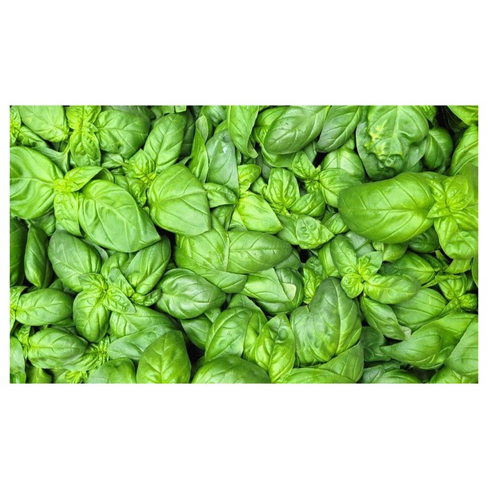 야채왕 특가바질 1kg 판매실중량0.91KG 상세내용 확인필수, 1개