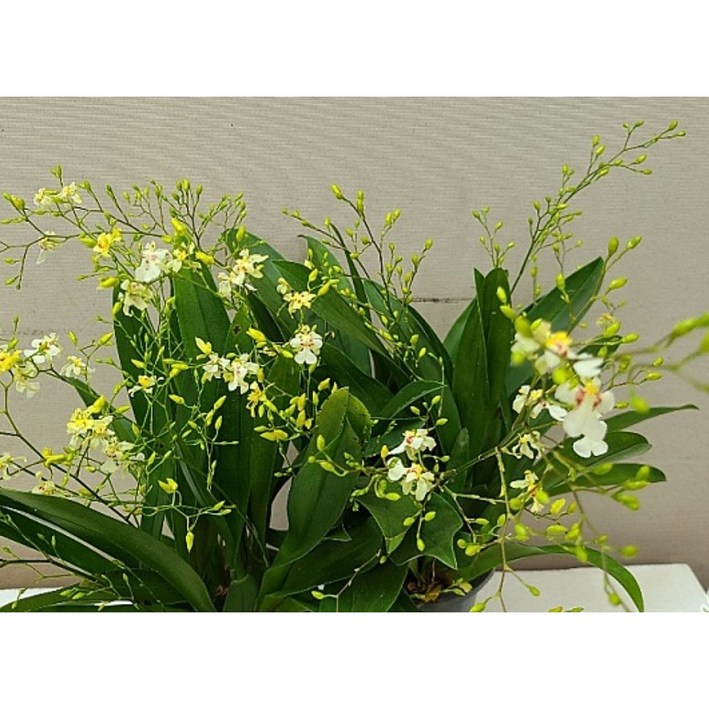 신라난농원환타지아.팝콘해피트윙클.특대품.쵸코렛향.예쁜노랑에서크림색.꽃이팝콘과닮음.꽃대.색상예쁨.향이진짜좋습니다.필독뒷사진참고.