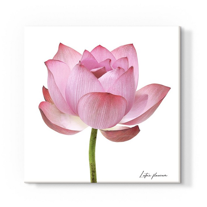 더 아트 컴퍼니 돈 들어오는 풍수 두꺼비집 가리개 30종 배전함 차단기 해바라기 사과 코끼리 자작나무 돈나무 커버 현관 그림 액자 인테리어, 17. 합격 연꽃