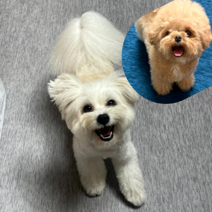 테일룸 100생활방수 러그 댕냥이 더이상 혼내지 마세요 강아지 고양이 펫테리어, 라이트그레이 테일룸 100생활방수 러그 댕냥이 더이상 혼내지 마세요 강아지 고양이 펫테리어, 라이트그레이