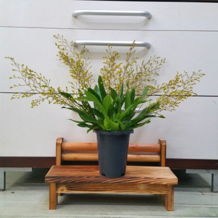 용이네화원  서양란 댄싱걸 환타지아 Yellow  280 농원